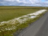 Blumen entlang der Strasse